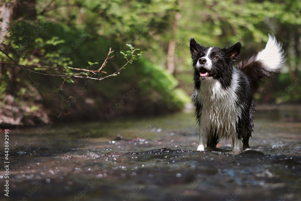 Happy Wet Border Collie in River. Adorable Black and White Dog with Wet Fur Stands in Water. Happy Wet Border Collie in River. Adorable Black and White Dog with Wet Fur Stands in Water.