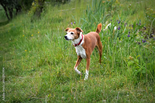Beautiful mixed breed dog in the field