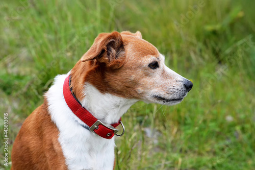 Portrait of beautiful mixed breed dog sitting in the field