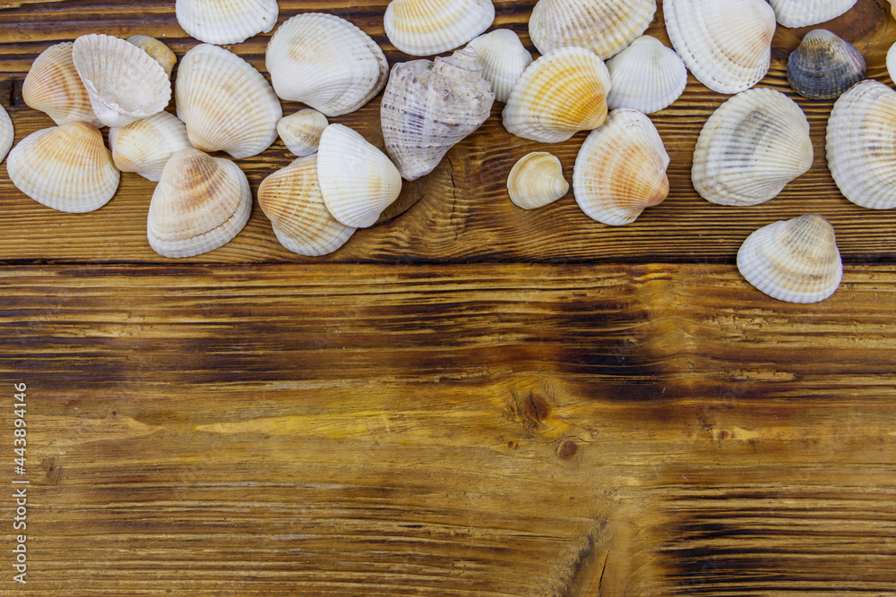 Sea shells on rustic wooden background. Top view, copy space