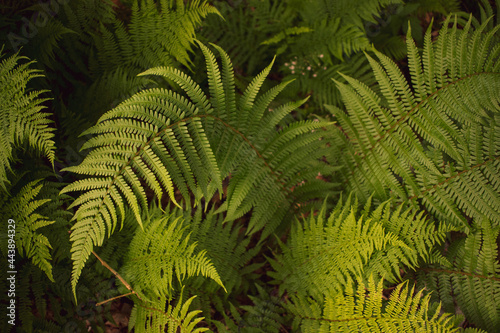 Fern frond macro  Strachur by Loch Fyne  Scotland