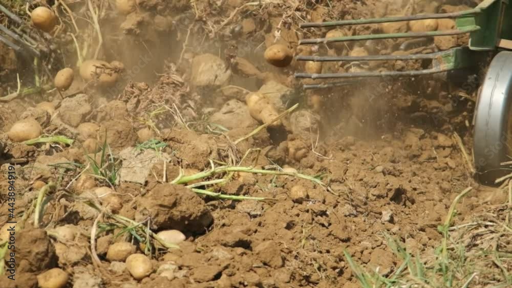 Tractor with potato harvester on the field. Slow motion Tractor with potato harvester on the field. Slow motion