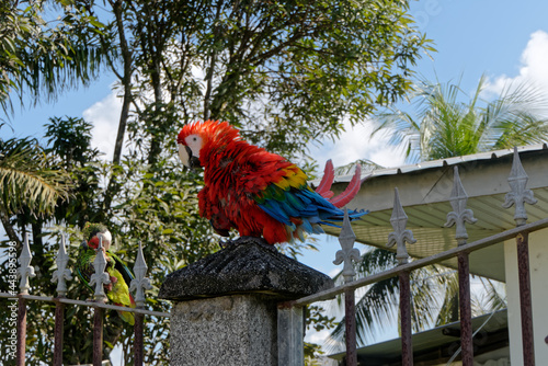 Ara rouge en parade en Guyane française