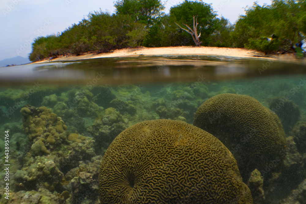 CORAL REEF , CARIBBEAN SEA . VENEZUELA CORAL REEF , CARIBBEAN SEA . VENEZUELA