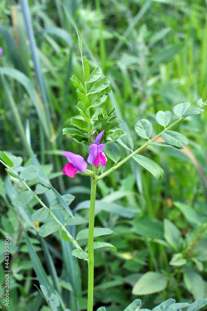 Vetch sowing (Vicia sativa) grows in the field Vetch sowing (Vicia sativa) grows in the field