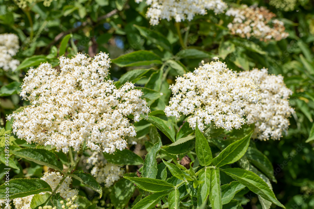 Close up of flowers on a black elder (sambucus nigra) plant Close up of flowers on a black elder (sambucus nigra) plant