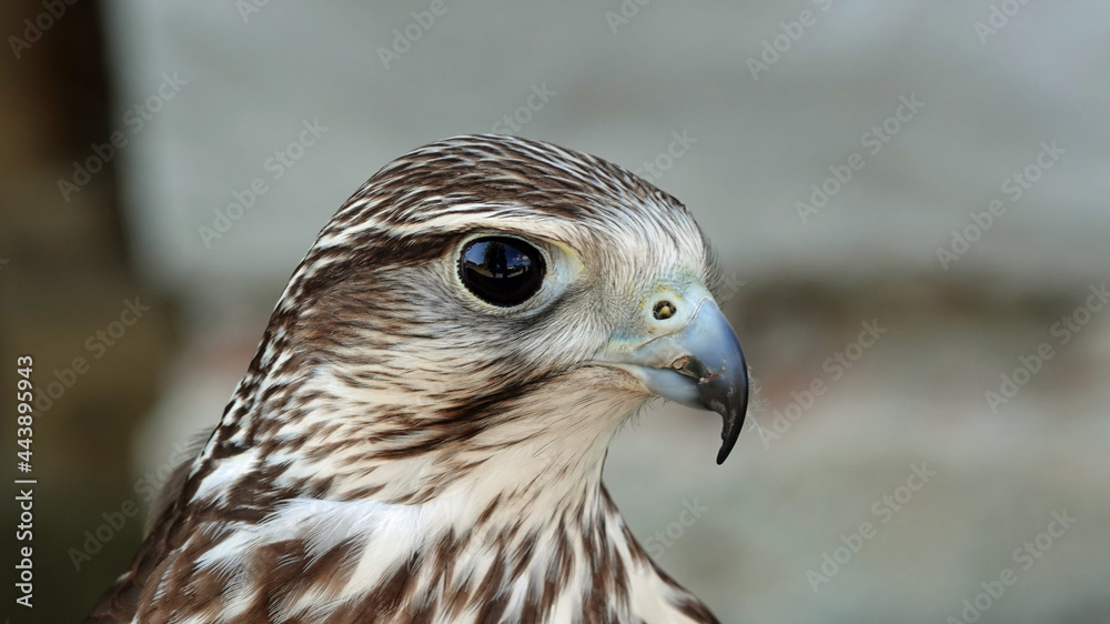 Close-up of a kestrel predator's head Close-up of a kestrel predator's head