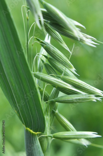 Spikelets of oats close up