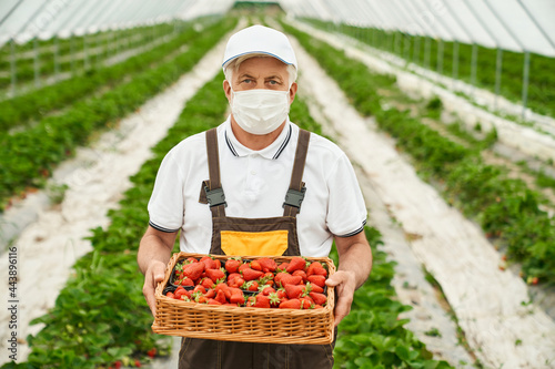 Front view of senior farmer in uniform and medical mask standing at greenhouse with basket full of freshly picked strawberries. Concept of people and gardening.