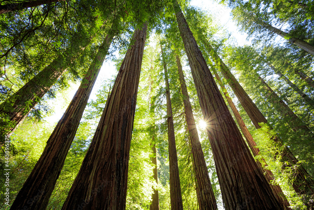 Looking up in the Redwood Forest, Humboldt Redwoods State Park, California Looking up in the Redwood Forest, Humboldt Redwoods State Park, California