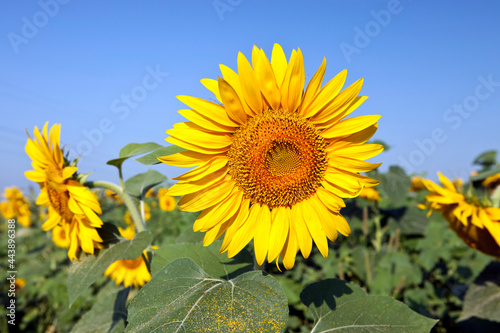 A beautiful sunflower on a sunflower field in summer.
