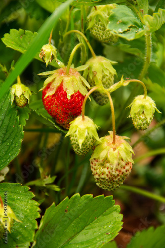 berry plant strawberry in the process of ripening and drops after rain