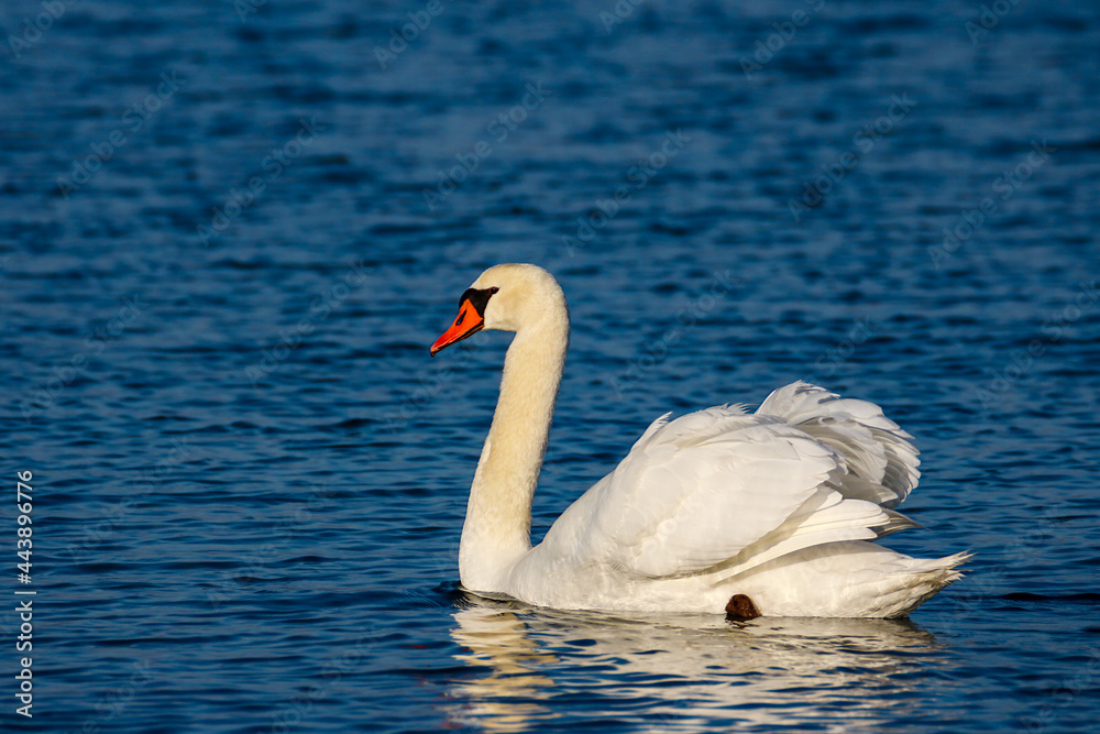 Naklejka premium 00116