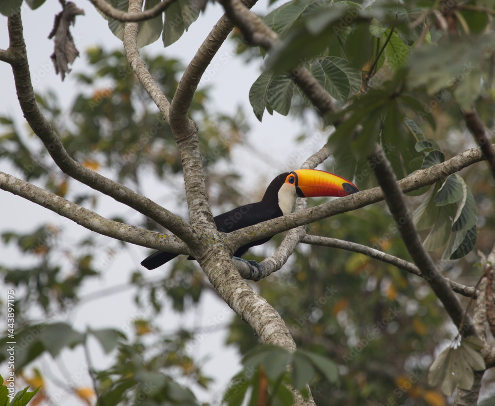 Closeup of Toucan (Ramphastos toco) perched in tree Pantanal, Brazil Closeup of Toucan (Ramphastos toco) perched in tree Pantanal, Brazil