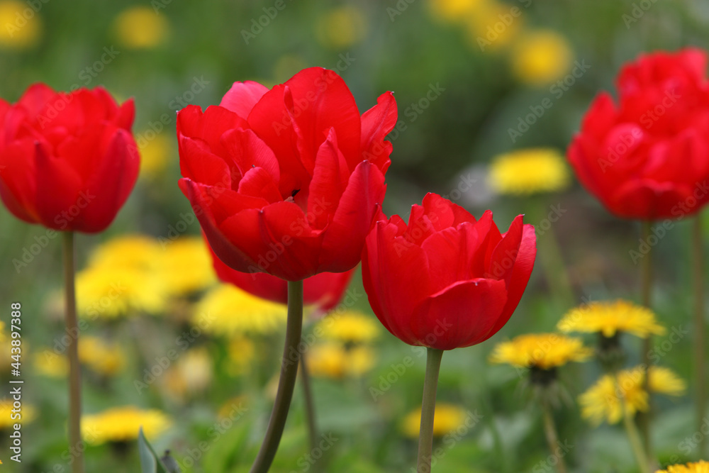 Obraz premium Red tulips on a background of yellow small flowers, March 8, International Women's Day,