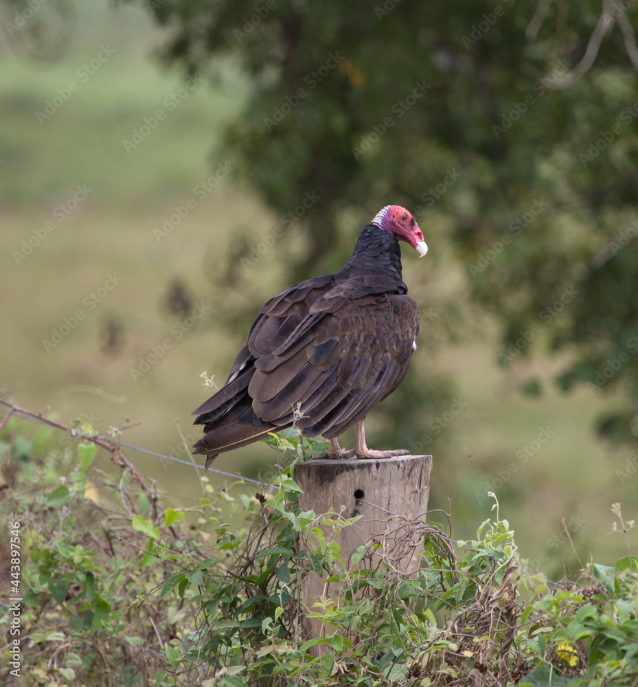 Closeup portrait of Turkey Vulture (Cathartes aura) sitting on log Pantanal, Brazil. Closeup portrait of Turkey Vulture (Cathartes aura) sitting on log Pantanal, Brazil.