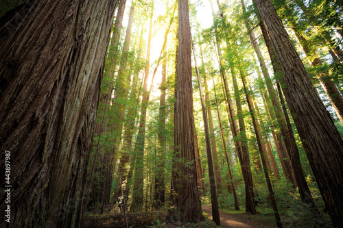 Sunset Views in the Redwood Forest  Humboldt Redwoods State Park  California