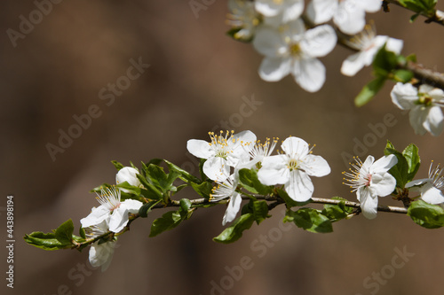 tree flowers