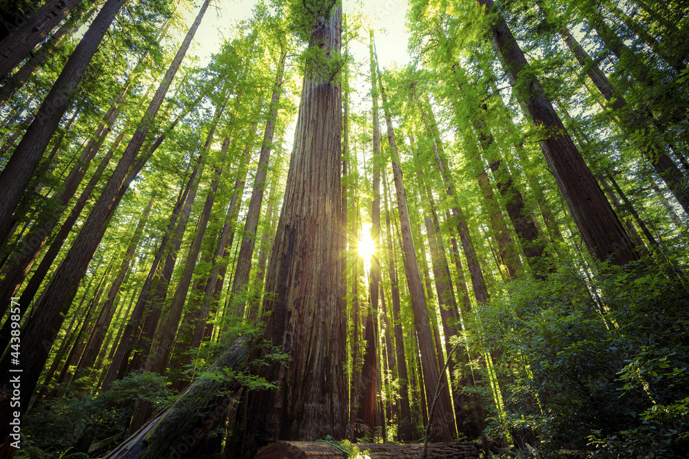 Looking up in the Redwood Forest, Humboldt Redwoods State Park, California Looking up in the Redwood Forest, Humboldt Redwoods State Park, California