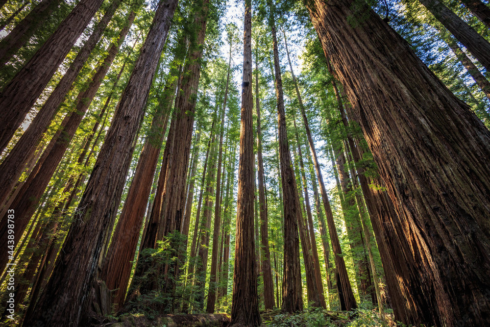 Looking up in the Redwood Forest, Humboldt Redwoods State Park, California Looking up in the Redwood Forest, Humboldt Redwoods State Park, California
