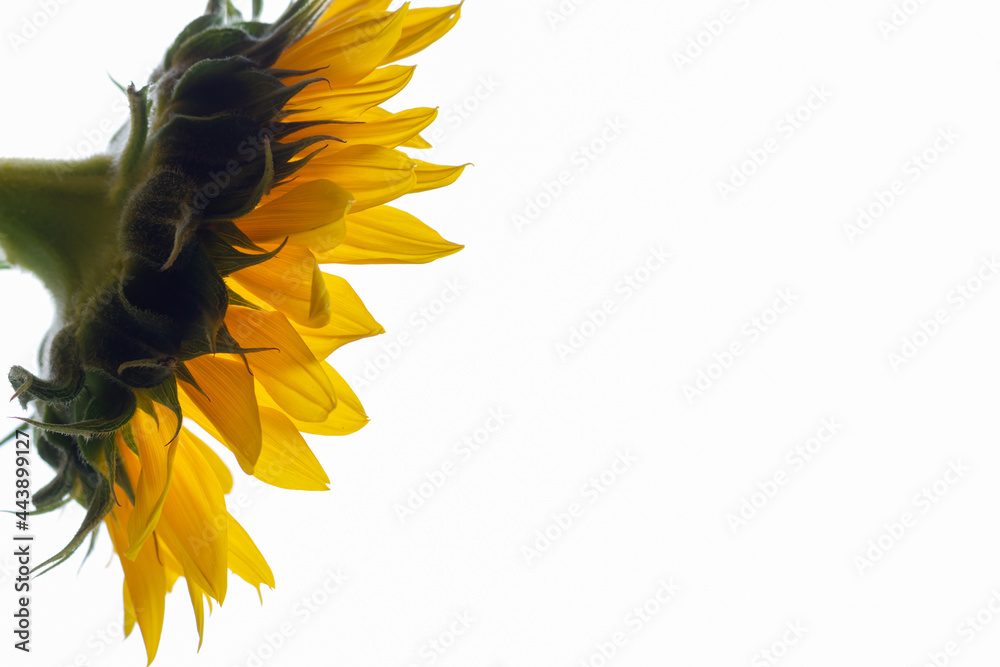 Obraz premium backlit sunflower from the side