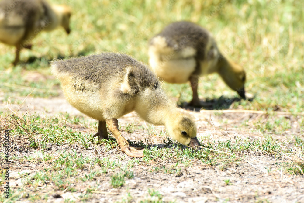 Two small geese eating grass ,rural wildlife photo Two small geese eating grass ,rural wildlife photo