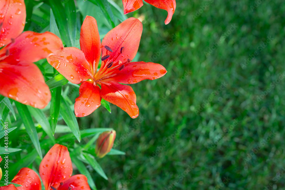 red lily in the garden red lily in the garden