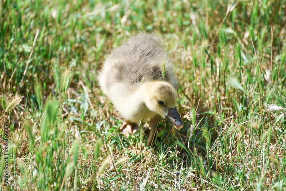 Small goose walking in grass and eats,rural wildlife photo Small goose walking in grass and eats,rural wildlife photo