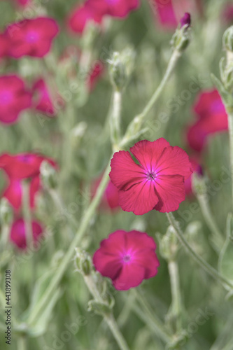 Beautiful red Atrosanguinea flower on a flower bed in the garden. Plant for ornamental gardening Coronaria coriacea.