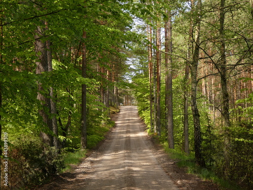 Forest road in mixed forest in late spring, Wdzydze Landscape Park, Pomeranian Province, Poland © Slawina