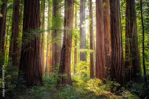 Dekoracja na wymiar  sunset-views-in-the-redwood-forest-humboldt-redwoods-state-park-california