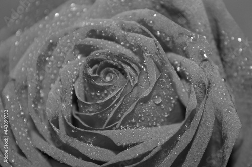 Black and white rosebud