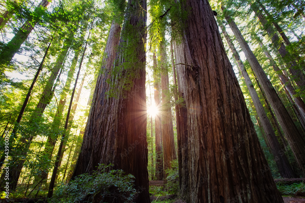Sunset Views in the Redwood Forest, Humboldt Redwoods State Park, California Sunset Views in the Redwood Forest, Humboldt Redwoods State Park, California