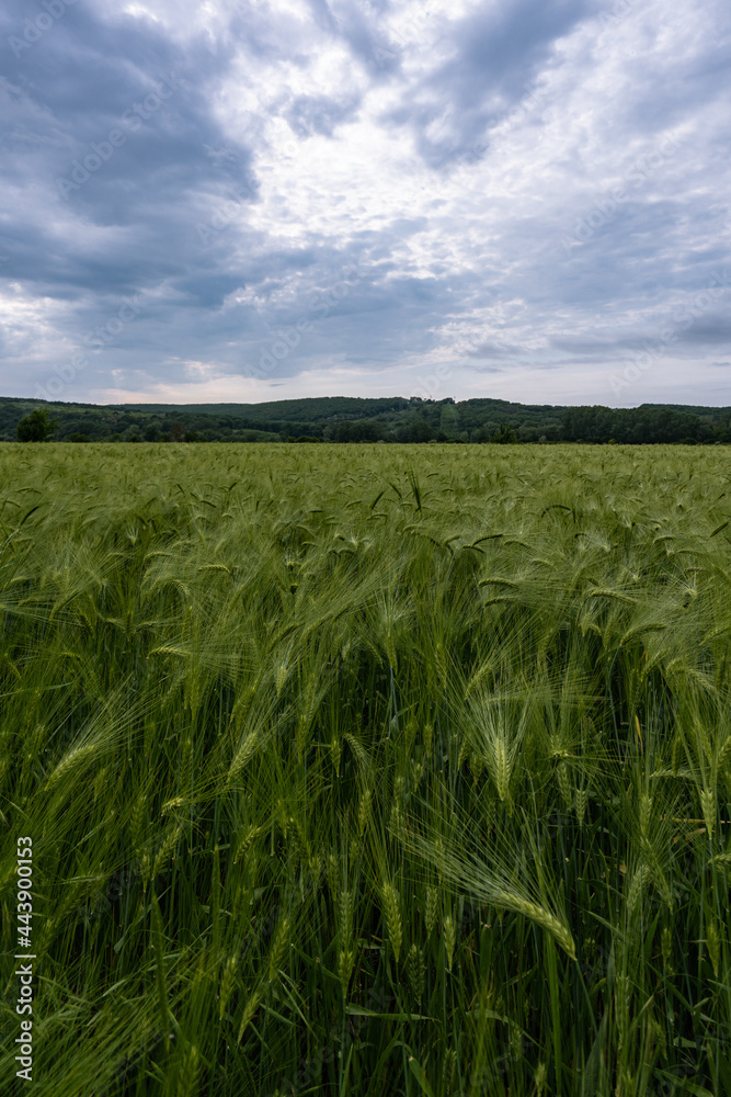 field yellow green wheat plant
field yellow green wheat plant