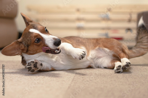 A beautiful, kind dog, a brown-and-white corgi cardigan