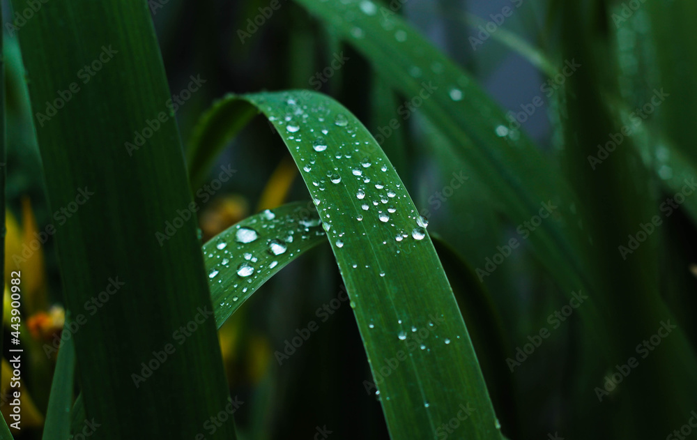 small snail sitting on the grass covered with dew drops small snail sitting on the grass covered with dew drops