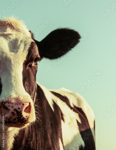 Holstein cow portrait photo
