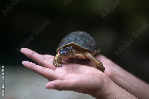 hands holding a turtle