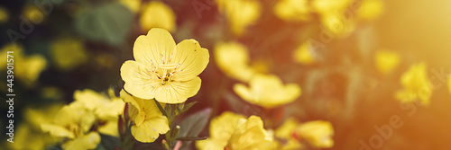 Schilderij op canvas oenothera biennis or donkey or evening primrose yellow flower bush in full bloom on a background of green leaves and grass in the floral garden on a summer day
