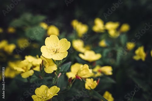oenothera biennis or donkey or evening primrose yellow flower bush in full bloom on a background of green leaves and grass in the floral garden on a summer day