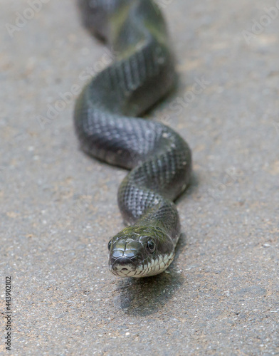  Closeup Front View of an Eastern (Black) Rat Snake