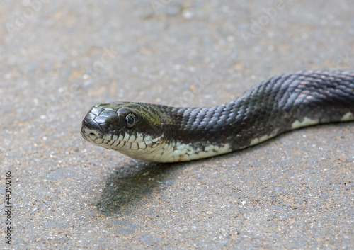  Closeup Side View of an Eastern (Black) Rat Snake