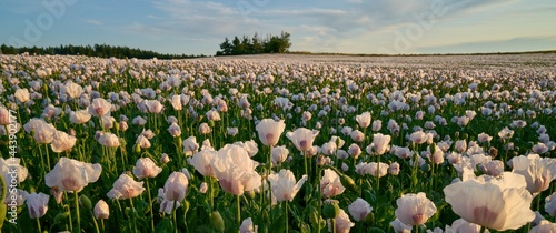 Fototapeta Naklejka Na Ścianę i Meble -  Wihite poppy field under sunset light
