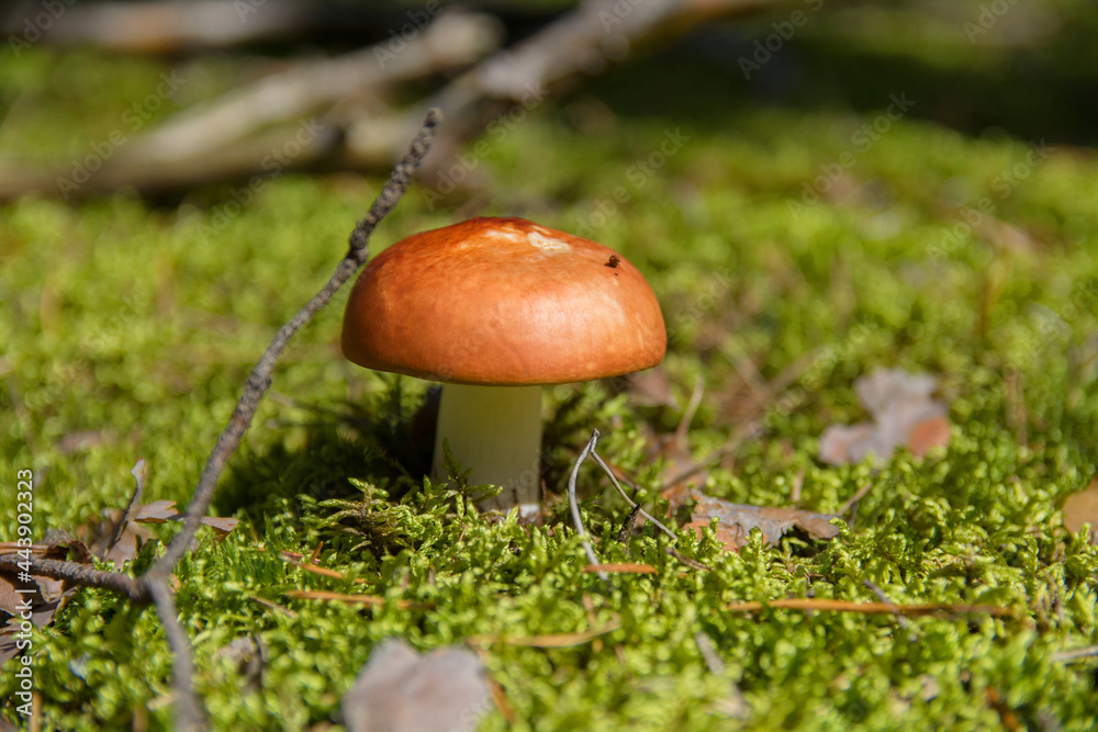 Mushrooms. Russula in the forest Mushrooms. Russula in the forest