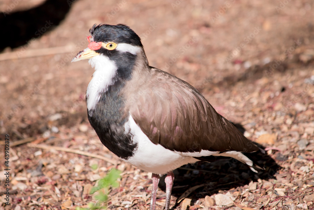 the banded lapwing is brown, white and black bird with a red lore wattle the banded lapwing is brown, white and black bird with a red lore wattle