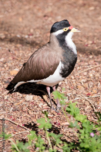 the banded lapwing is brown, white and black bird with a red lore wattle © susan flashman