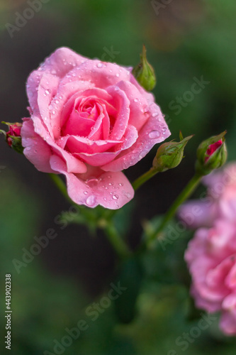 pink rose