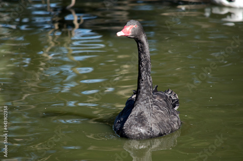 the black swan is swimming in the lake