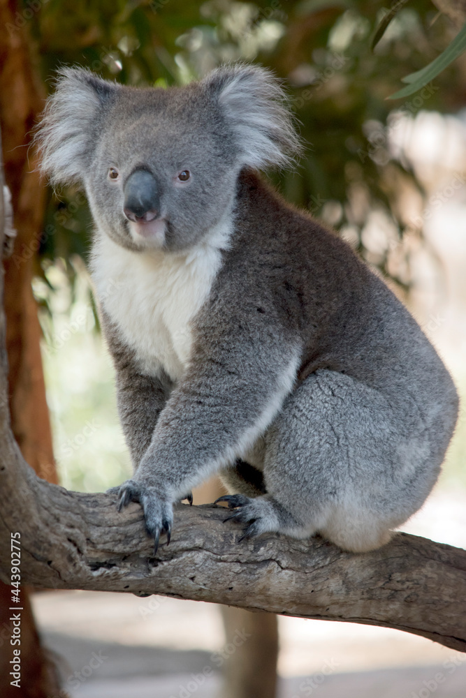 Obraz premium the koala is climbing on a tree branch