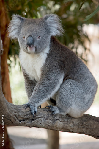 the koala is climbing on a tree branch © susan flashman